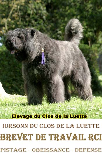 IURSONN du Clos de la Luette &copy; Elevage du clos de la Luette Copyrigth depose